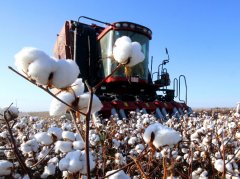 新疆棉花目标价格补贴下调 棉农理性认识积极应对