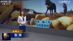 [聚焦三农]玉米“调休”，马铃薯“上岗” 20160327