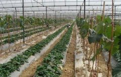 温室大棚葡萄套种草莓立体栽培技术视频