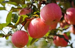 [科技苑]苹果树结出好果子 春天测土配方施肥很关键
