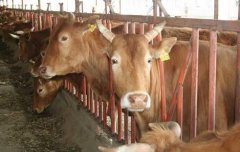 春季养牛常见病的防治措施