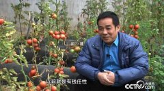 [致富经]孟津县阎小建种植蔬菜水果年销9000万的创业门道