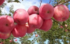 [农广天地]从农田到餐桌：走进沂源学习沂源红苹果种植