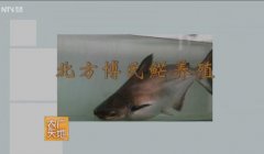 [农广天地]北方博士鱼芒养殖视频