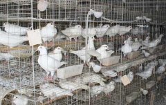 肉鸽养殖效益好 饲喂防病有方法