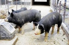 [农广天地]马身猪养殖视频