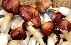变废为宝：麻秆种蘑菇亩效益超万元