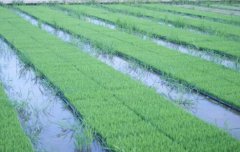 叠盘暗出苗技术一亩水稻种植成本下降80元