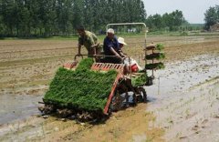 [农广天地]水稻钵苗移栽机械化技术