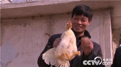 [致富经]山东东明乔国伟养肉鸡的50天致富快道