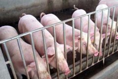 有关猪肉价格，2016养猪业你需要知道的事