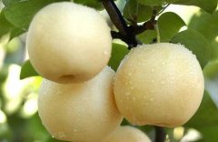 [农广天地]黄冠梨优质栽培技术