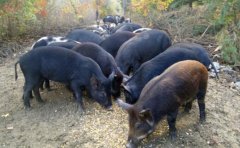 [每日农经]伊春森林猪：放养在森林的黑猪