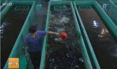 林永南:循环水高密度养鱼一立方米养出80公斤鱼