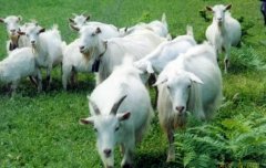 [农广天地]马头山羊养殖技术视频