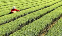 农广天地]走进商南：商南茶的种植与加工技术