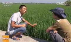 [科技苑]一粒都不能秕 一亩水稻多收入100元施肥有诀窍