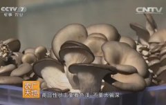 [农广天地]西藏平菇栽培技术