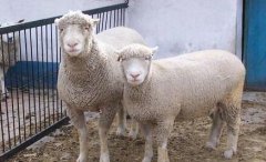 无角陶赛特羊养殖技术视频