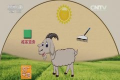西藏山羊暗棚养殖技术
