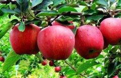 [农广天地]走进麦积：花牛苹果的种植技术