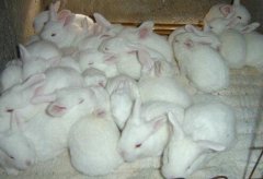 [农广天地]伊拉肉兔配套系养殖技术