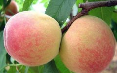 水蜜桃的栽培技术