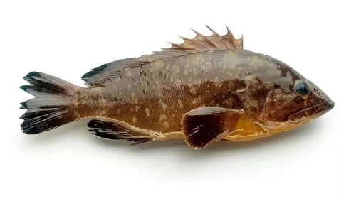 哪些鱼虾品种可以混养：五种鱼虾混养模式浅析