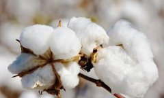 是什么原因导致棉花价格突然上涨