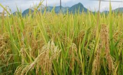 再生稻种植流程及技术规程