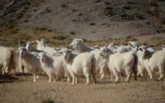 2016羊绒价格行情走势分析