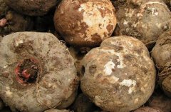 [农广天地]魔芋的采收与加工技术