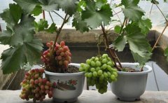 盆栽葡萄前景好,培育盆栽葡萄一亩收益八万