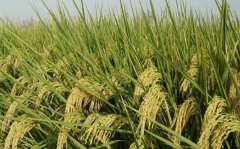 长江中下游地区中稻种植技术要点