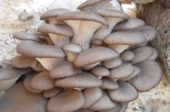 蘑菇补肥的方法步骤