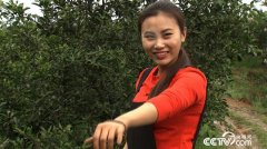 [致富经]丹棱县卢婷靠着“不知火”柑橘卖出了千万财富