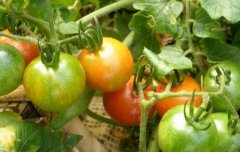 大棚番茄转色期的管理措施