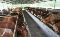 2016肉牛养殖成本和利润分析,养肉牛赚钱吗?