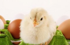 米醋在养鸡中的妙用：治疗鸡白痢有特效
