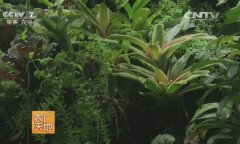 雨林生态造景技术