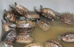 乌龟怎么养殖？