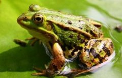 走进蛙族世界：探秘养蛙有哪些品种