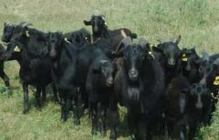 麻城黑山羊的养殖技术