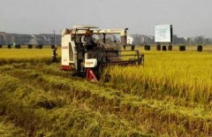 双季稻全程机械化种植技术