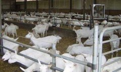 夏季养羊8种常见病的诊断与防治