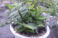 铁皮石斛盆栽如何养护？