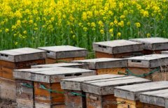 蜜蜂养殖效益分析：养蜜蜂一年能赚多少钱