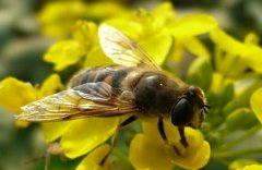 [农广天地]蜂为媒：蜜蜂授粉技术