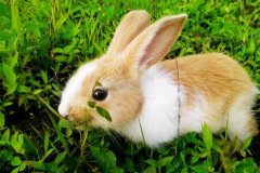 中药材防治兔子疾病
