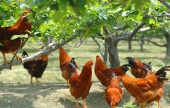 林下养殖“生态鸡”拓宽农民致富路